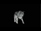 SMINT Animation Wolf Walk Cycle 1st year, Semester 2