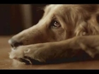 Cash the Dog - Power Credit Union Debt Consolidation Loan