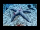 On the seafloor, 3D Animation