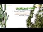 Thyme Plant. Health benefits. Uses of Thyme