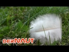 Vom Winde bewegt - Feather in the wind // FREE Royalty HD Stock Footage //