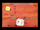 Photosynthesis and Respiration - Key Stage 3 Science - (Slowmation/Stop-Gap Animation)