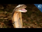 How Snakes Got Their Venom