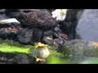 American Bald Eagle Eagles Supper Time  watch in HD Full Screen