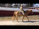 Kentucky Mountain Saddle Horse At Cherokee Hill Farm