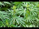 New Hampshire House Votes to Legalize Pot