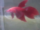 betta RED male fish