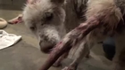 A homeless dog living in a trash pile gets rescued, and then does something amazing