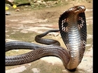 Deadly Animals: SnakeBytesTV