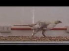 Chicken Walking With Artificial Tail