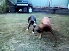 American Staffy mixes::Playing together