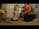 Cute Yorkie Does Tricks For Christmas (funny) Yorkshire Terrier (Fiesty) Dog Training 100% DEAD SRS