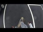 GoPro Longboarding/Skateboarding - Cigarette Machine, White Rose Movement