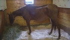 Starving horse rescued, owner not facing charges
