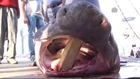 Balıkçı ağına 800 kilogramlık köpek balığı takıldı