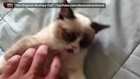 Grumpy Cat Lands Movie Deal