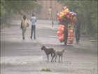 Delhi-dog mating-mdv-802-4
