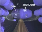 Just How Toxic is Mercury? - A Study by University of Calgary